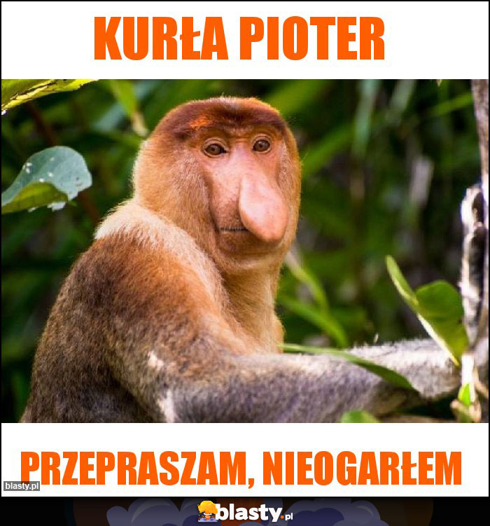 KURŁA PIOTER