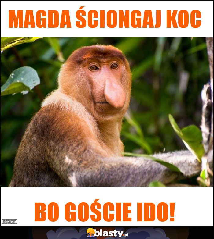 Magda ściongaj koc