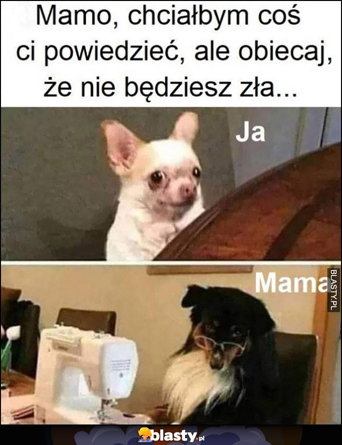 Mamo chciałbym coś ci powiedzieć, ale obiecaj że nie będziesz zła ja mama pies psy