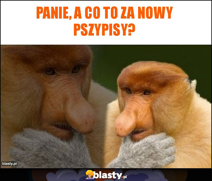 Panie, a co to za nowy pszypisy?