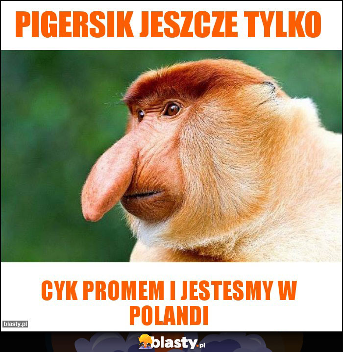 pigersik jeszcze tylko