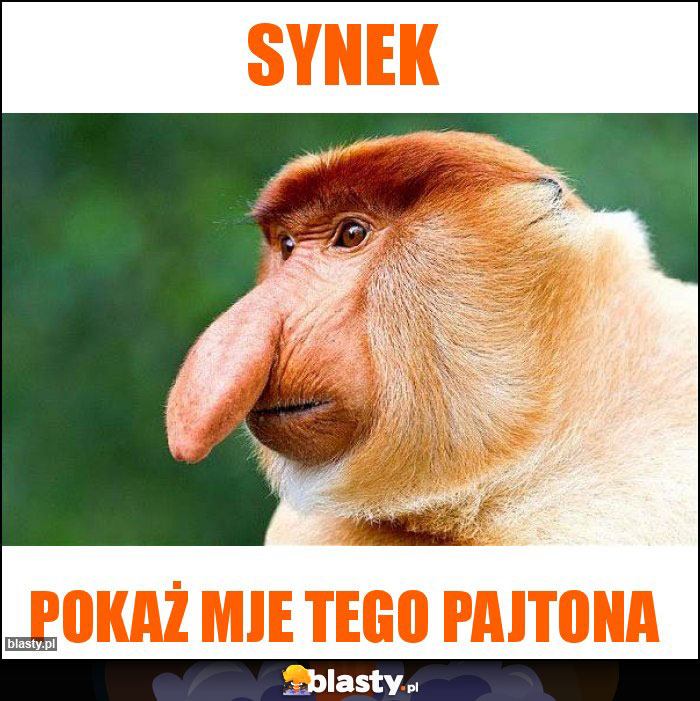 Synek