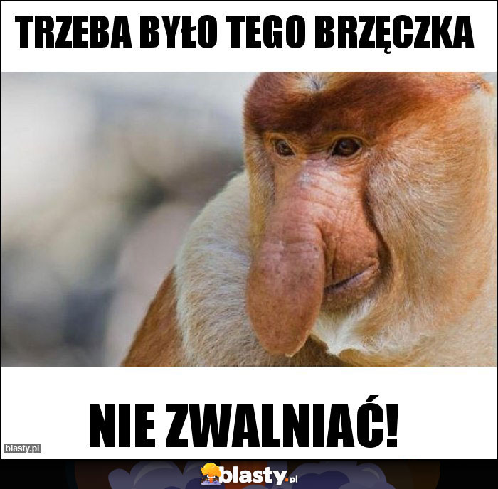 Trzeba było tego brzęczka