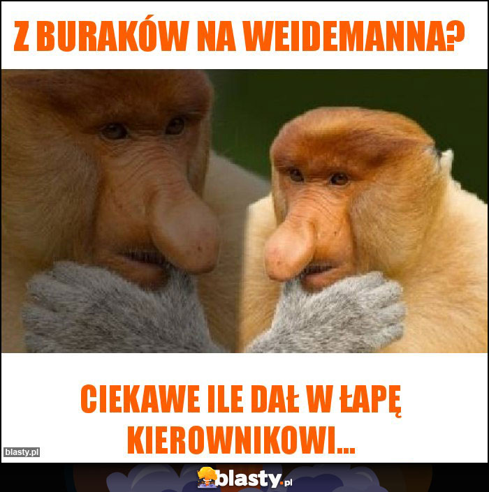 Z buraków na Weidemanna?