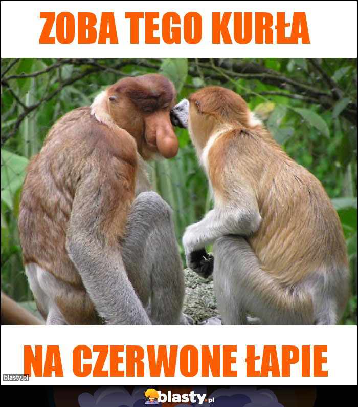 Zoba tego kurła