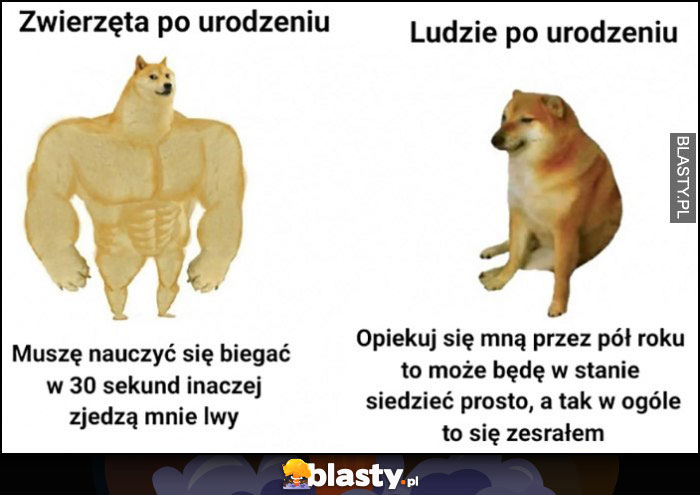 Zwierzęta po urodzeniu vs ludzie po urodzeniu porównanie pies pieseł doge