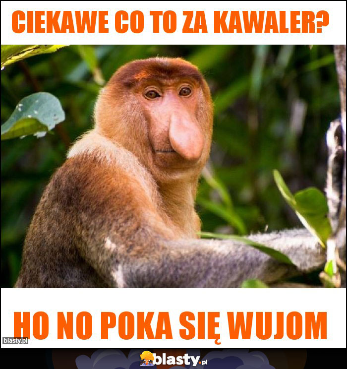 Ciekawe co to za kawaler?