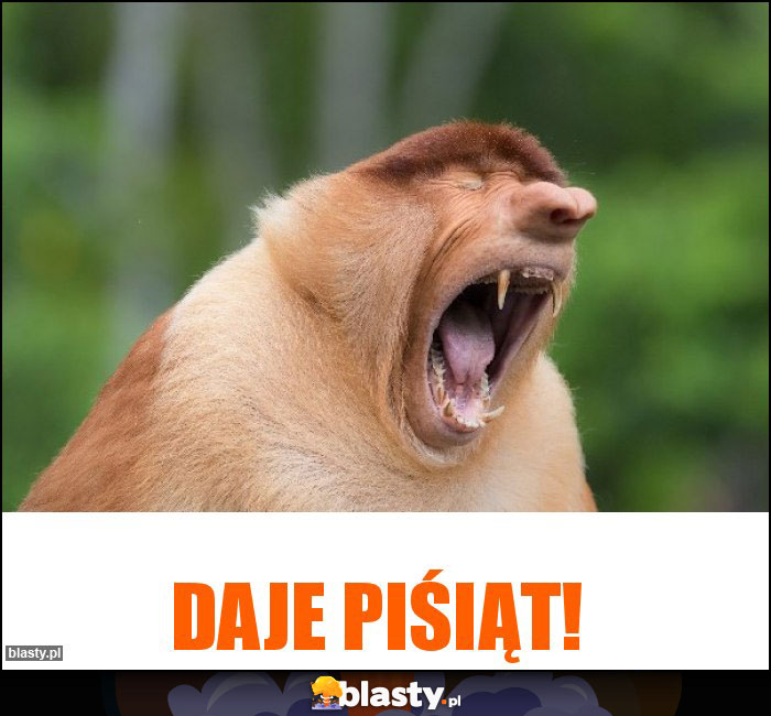 Daje piśiąt!