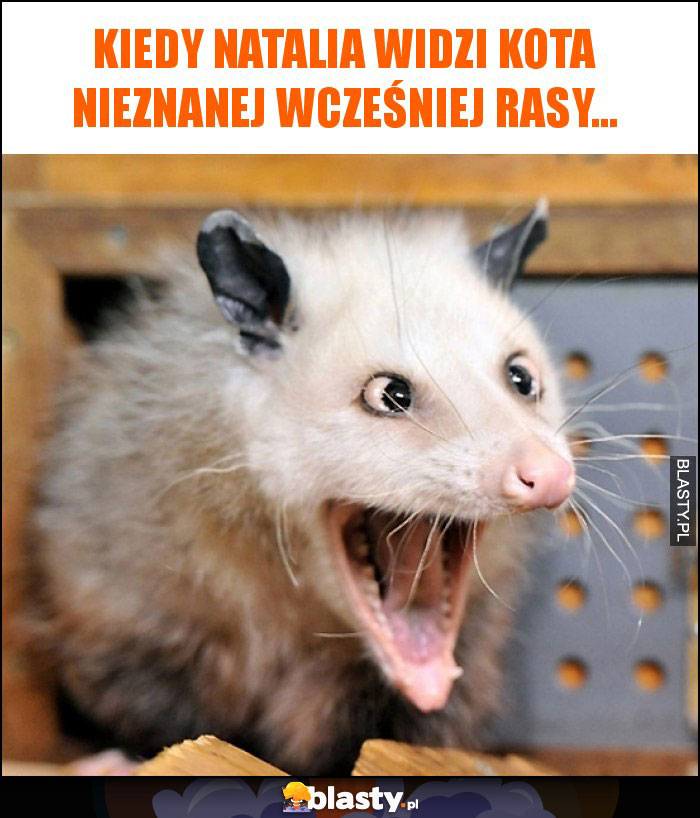 Kiedy natalia widzi kota nieznanej wcześniej rasy...