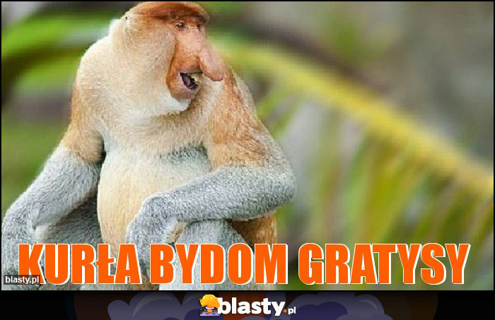 Kurła bydom gratysy