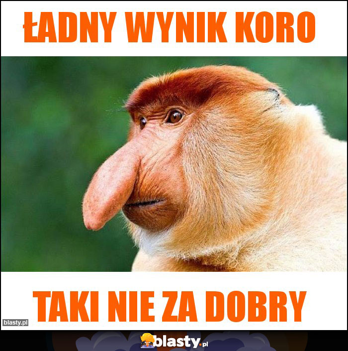 Ładny wynik koro