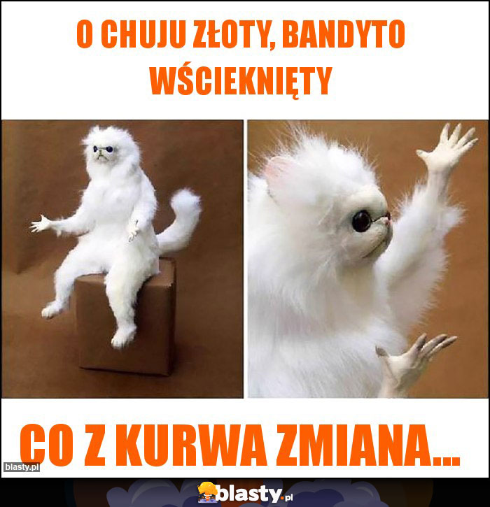 O chuju złoty, bandyto wścieknięty