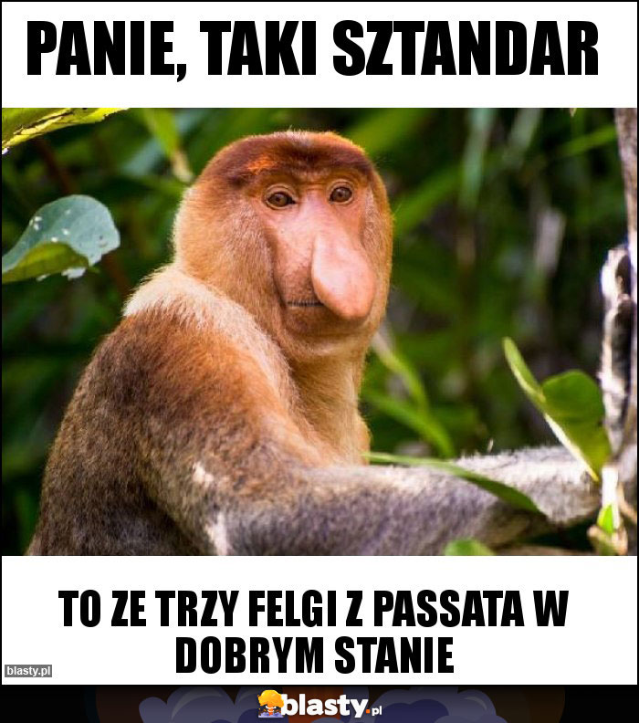 Panie, taki sztandar