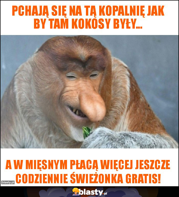 Pchają się na tą kopalnię jak by tam kokosy były...