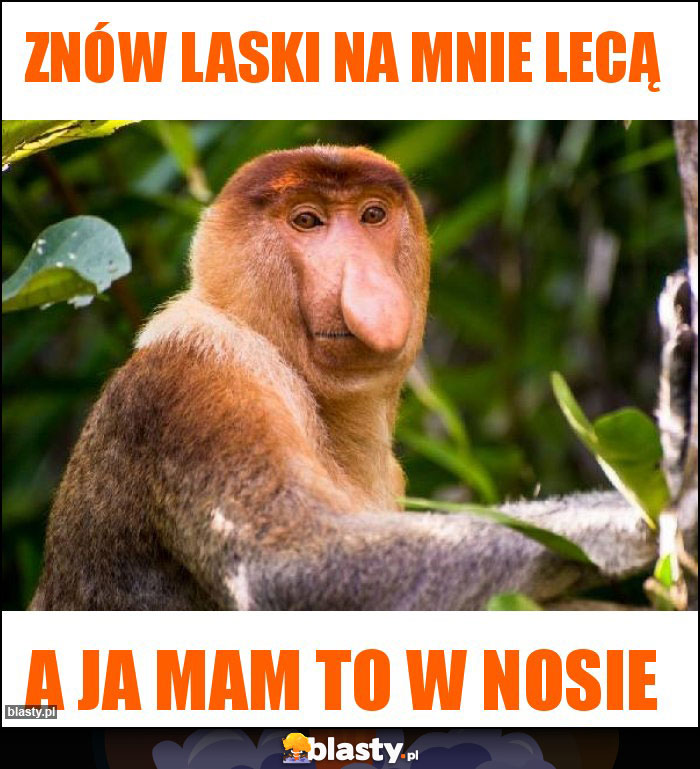 ZNÓW LASKI NA MNIE LECĄ