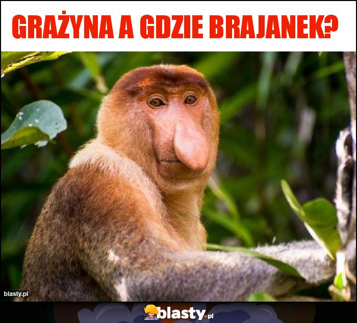 Grażyna a gdzie brajanek?