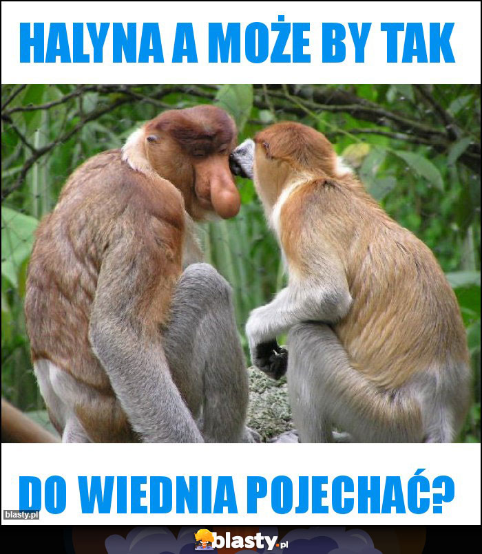 Halyna a może by tak