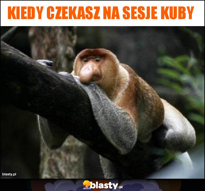 kiedy czekasz na sesje kuby