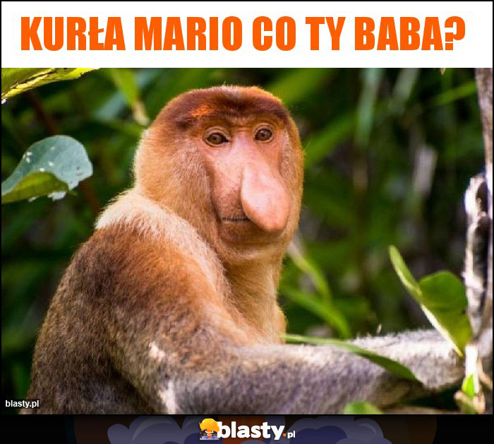 Kurła mario co ty baba?