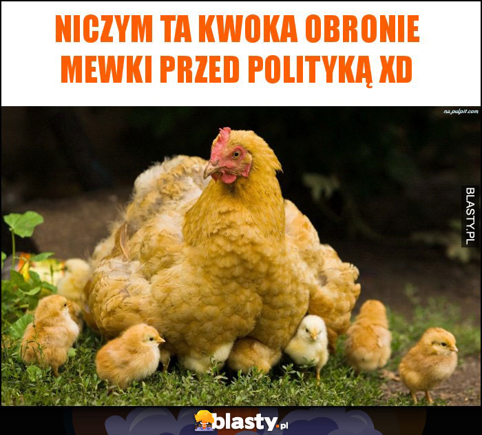 Niczym ta kwoka obronie mewki przed polityką XD