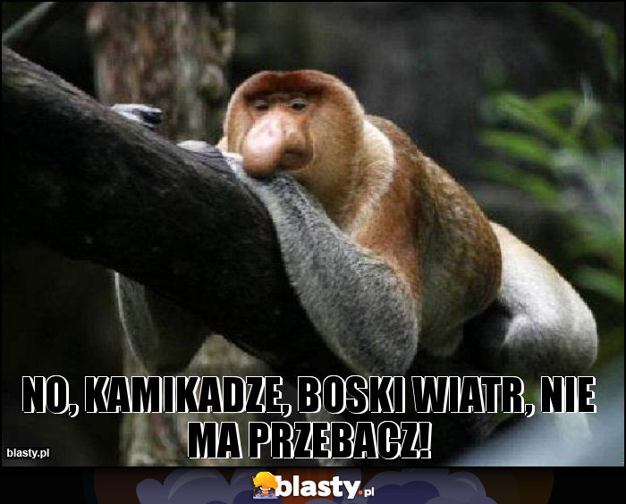 No, kamikadze, boski wiatr, nie ma przebacz!