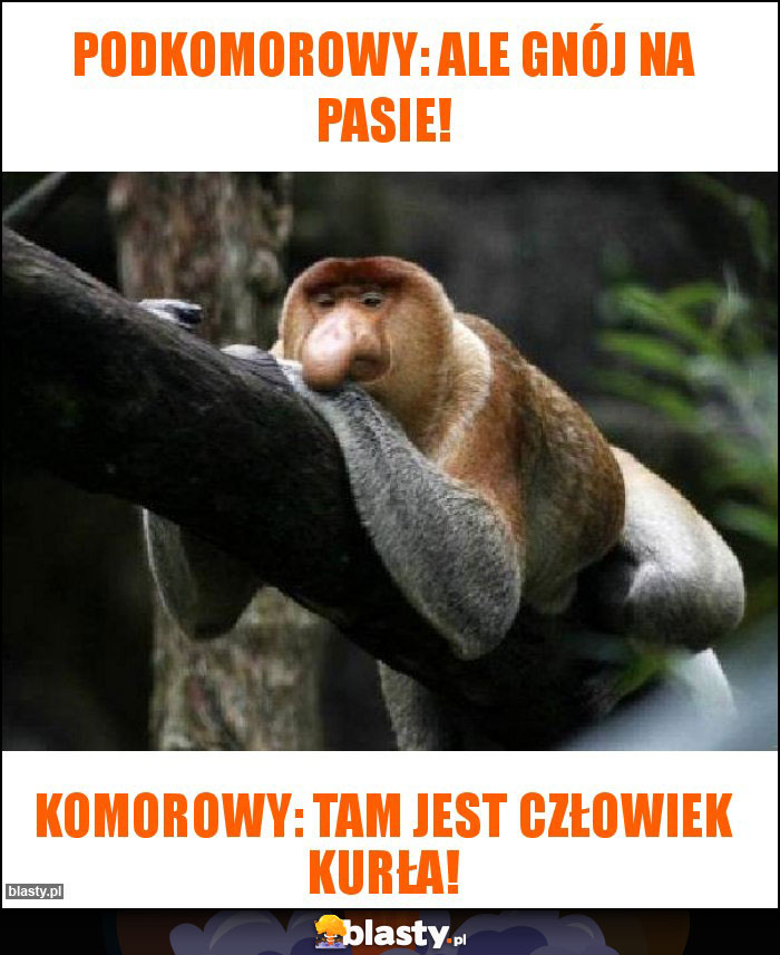 Podkomorowy: ale gnój na pasie!