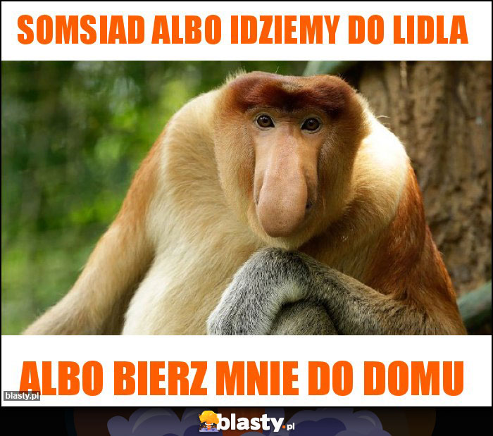 SOMSIAD albo idziemy do Lidla