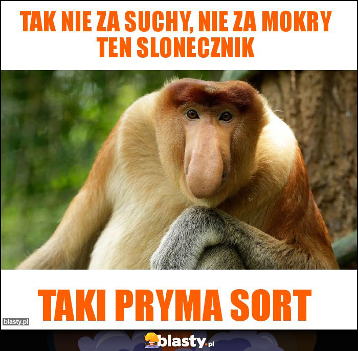 Tak nie za suchy, nie za mokry ten slonecznik