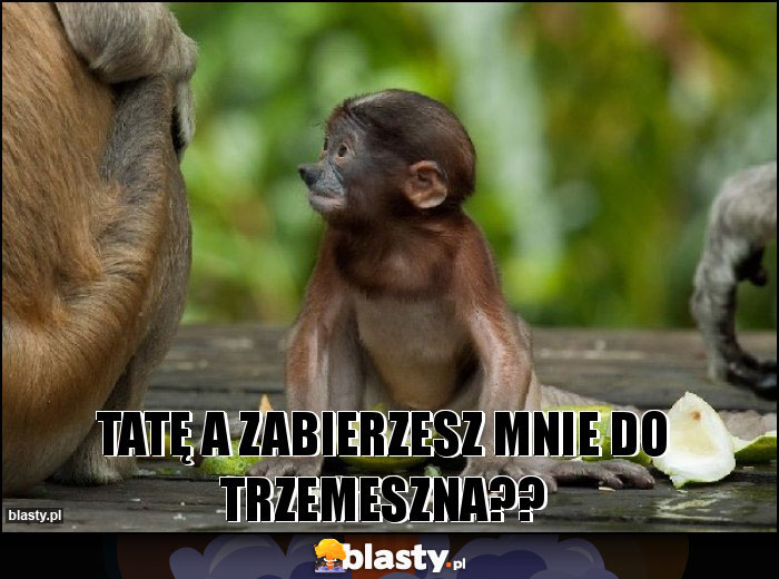 Tatę a zabierzesz mnie do Trzemeszna??