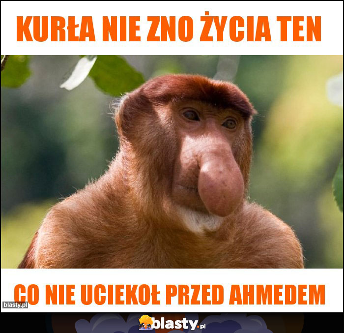 Kurła nie zno życia ten