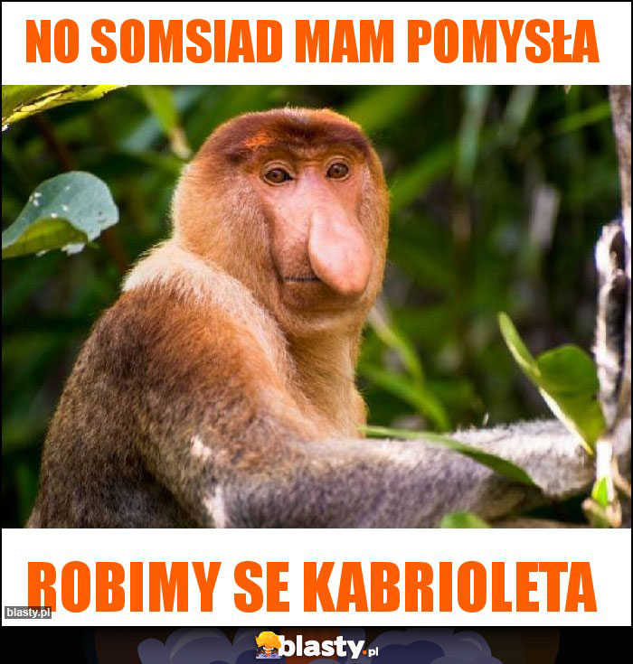 no somsiad mam pomysła