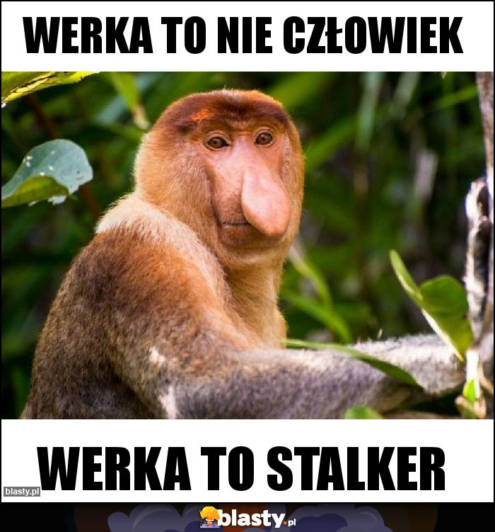 Werka to nie człowiek