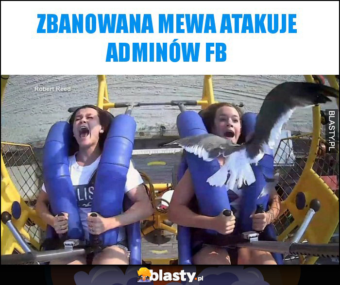 Zbanowana mewa atakuje adminów fb