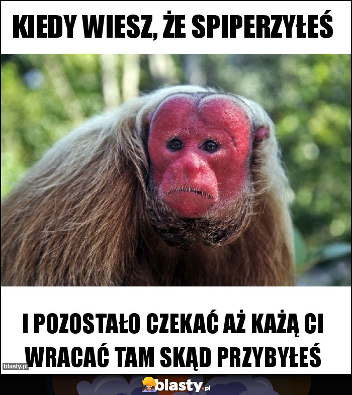 KIEDY WIESZ, ŻE SPIPERZYŁEŚ