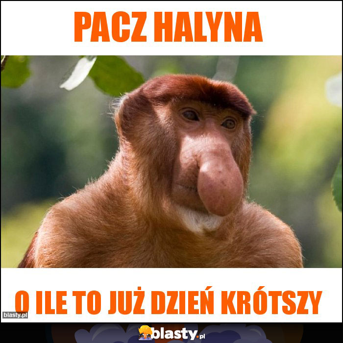 Pacz Halyna