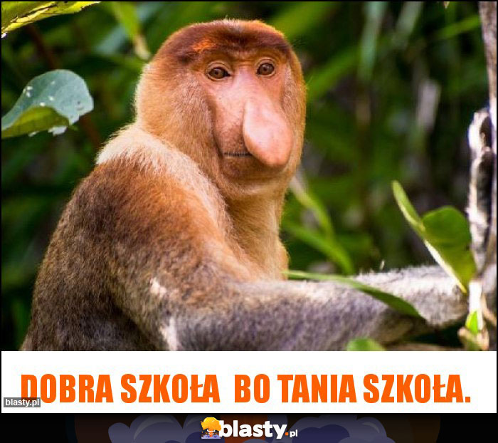 Dobra szkoła  bo tania szkoła.