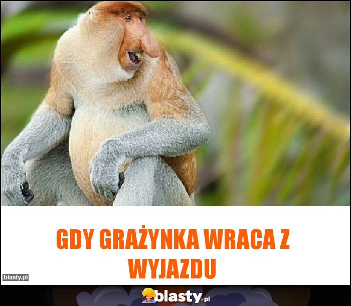 Gdy Grażynka wraca z wyjazdu