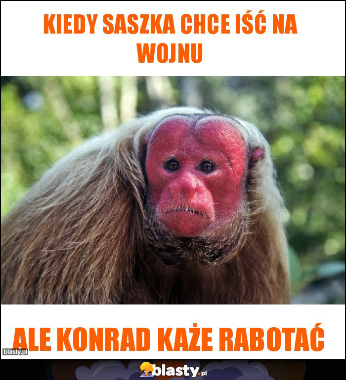 Kiedy Saszka chce iść na wojnu