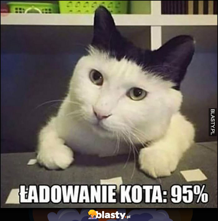 Ładowanie kota 95% czarny biały