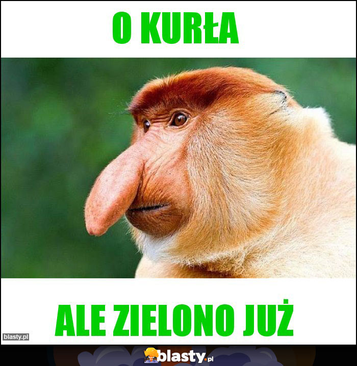 o kurła