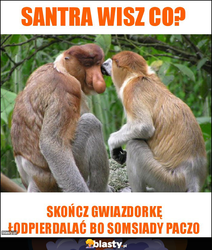 Santra wisz co?