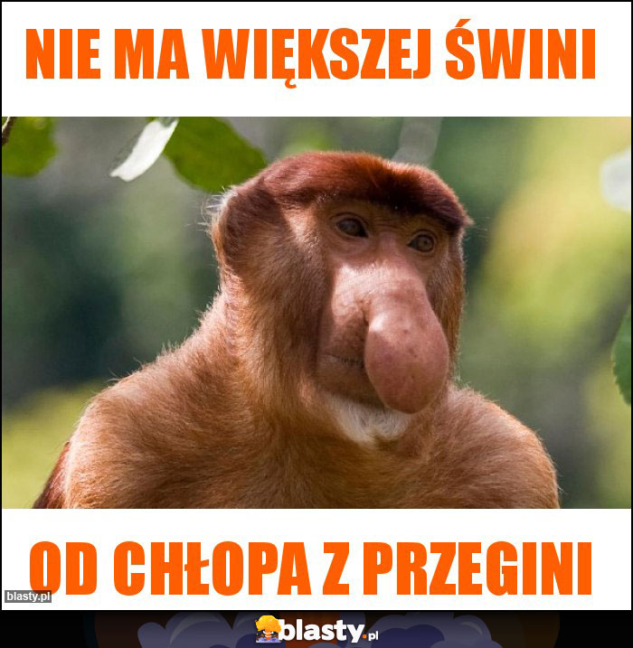 Nie ma większej świni