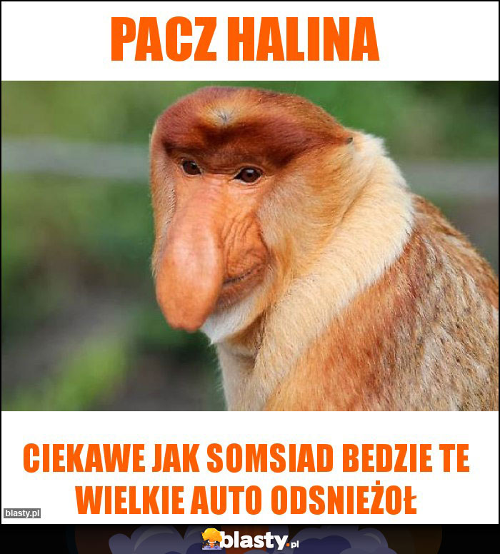 Pacz halina