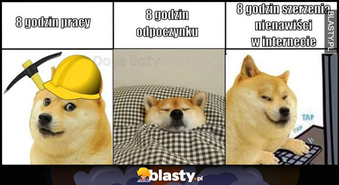 Pies pieseł doge 8 godzin pracy, 8 godzin odpoczynku, 8 godzin szerzenia nienawiści w internecie