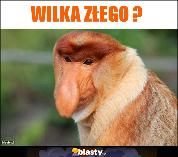 Wilka złego ?