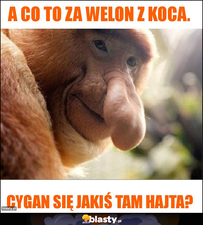 A co to za welon z koca.