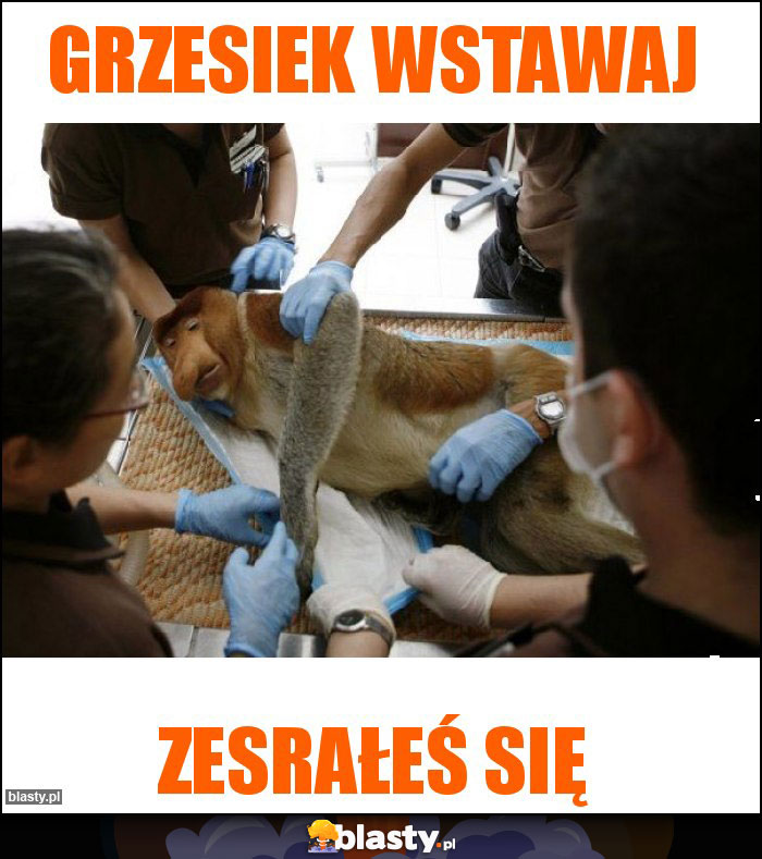 Grzesiek wstawaj