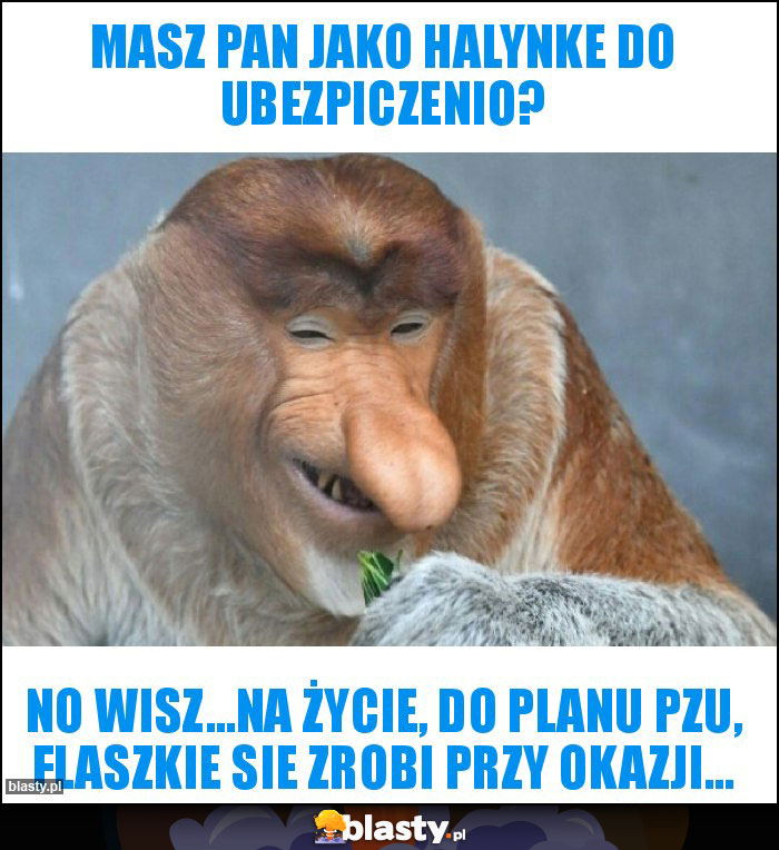 Masz Pan jako Halynke do ubezpiczenio?