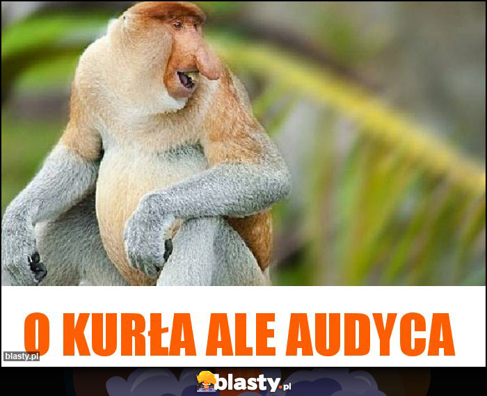 O kurła ale audyca