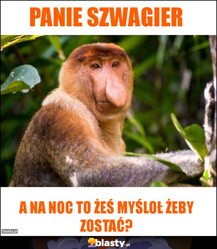 Panie szwagier